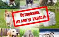 10 Порід собак, які в європі крадуть частіше