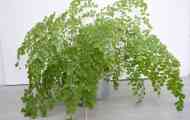 Adiantum венери волосся