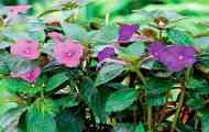 Achimenes. Домашній догляд та вирощування вдома