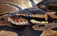 Anaconda: характеристика гігантської змії, де вона живе