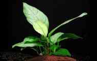 Anubias heterophyll: опис, зміст, розведення.