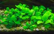 Anubias nana - акваріумний рослина