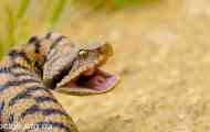 Asprica viper