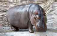 Hippopotamus (hippo)