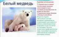 Білі ведмеді: середовище їх середовища проживання та загальні характеристики...