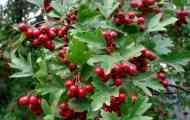 Hawthorn: опис, розведення, фото, відео, догляд, медичні властивості...