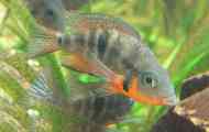 Meeka cichlasome, або маска cichlazoma