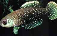 Cinolebias star, або cinolebias chernoplawiki, або cinolebia (cynolebias nigripinnis)