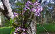 Dandrobium nobile