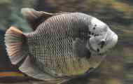 Гігантські gourats: вміст у акваріумі