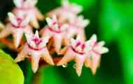 Hoya darwinii