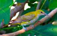 Oriole звичайний
