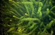 Canadian elodea - elodea canadensis rich. Anacharis alsinastrum