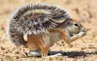 Cape earthy squirrel