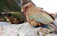 Kea parrot, який полює на овець