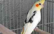 Кейджа corella parrot