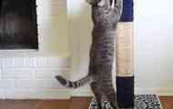 Diy cat cleeat