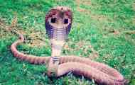 Royal cobra, або gamadriad