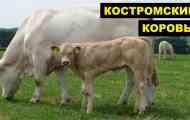 Кострома порода корів