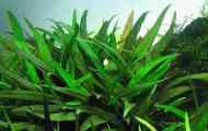 Cryptocoryne brilliant (cryptocoryne lucens): вміст, відтворення.