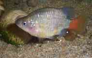 Ksenotok red -tailed (xenotoca eiseni) опис.