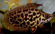 Leopard ktenopoma (cttenopoma acutirstre): опис вмісту