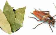 Bay leaf від тарганів застосування популярного народного агента...