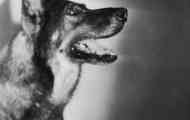 Легендарні собаки мовчазне кіно: rin tin tin