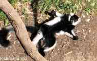 Lemur vari, або чорно -білий