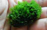 Moss fissidens nobilis, moss oriental kaliman, трикутний мох.