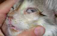 Опис захворювань очей у котах, симптомах, лікування та фото...