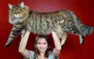 Мейн-кун породи: доросла вага кішки до місяців