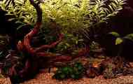 Правила нижньої частини дна в акваріумі
