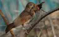 Freech bird: habitat середа, життя, дієта