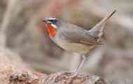 Sowingale bird: міграційний чи ні?