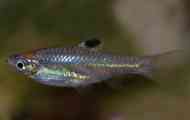 П’ятнична гуртожиток (rasbora dorsiocelllata): опис, вміст.