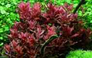 Rotala macrera: вміст, опис, розмноження, фото