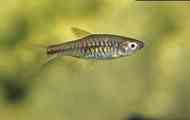 Рішення сітки (rasbora reticulata) опис розмноження фото