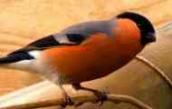Bullfinches, про що ви не знали