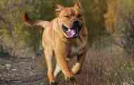 Cadebo breed dogs: ключові особливості та фотографії