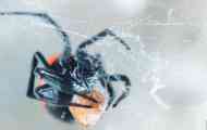 Steatoda paykulla