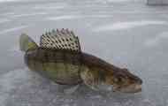 Zander
