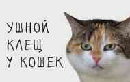 Кіт має в домашніх умовах функції вушної та обробки