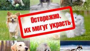 10 Порід собак, які в європі крадуть частіше