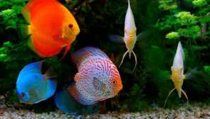 3 Міфи про акваріумні риби, в які багато людей помилково вірять
