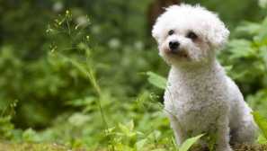7 Породи собак, схожі на пухнасті хмари