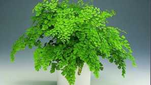 Adiantum: опис, розведення, догляд, хвороби, перегляд, фотографії, відео, полив