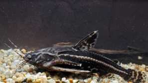 Шоколад acantodoras (acanthodoras cataphractus): опис, розведення