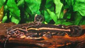 Зірка acantodora (acanthodors spinossissimus): опис, вміст.
