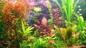 Акваріумні рослини: фотографії з титулом та описом